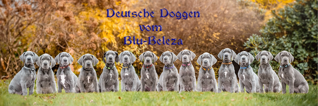 Deutsche Doggen vom Blu-Beleza